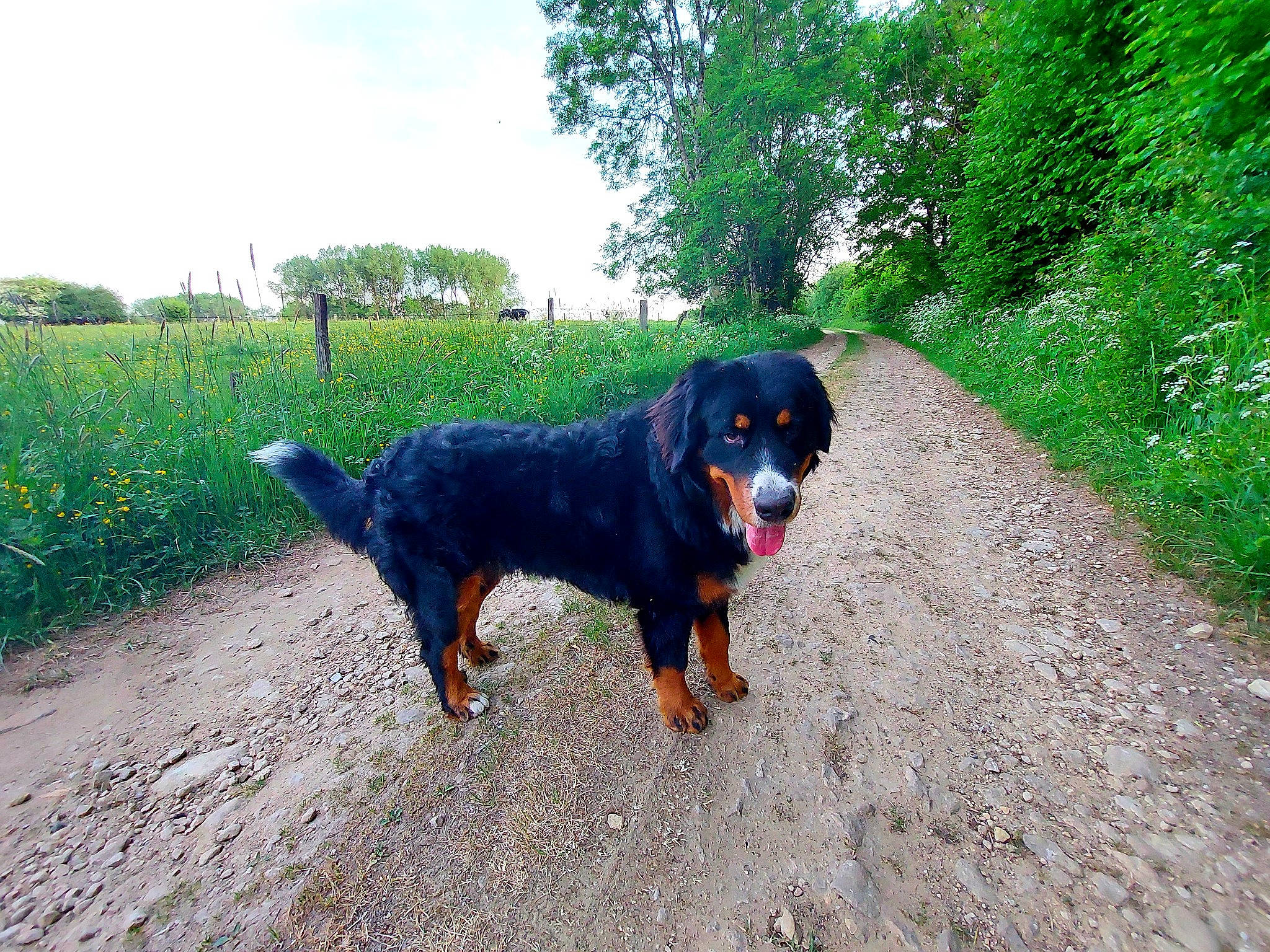 Arkos participe au concours pour gagner de l'argent avec cette photo : asphalt, canidae, carnivore, cloud, collar, companion_dog, dog, dog_breed, electric_blue, grass, landscape, plant, road_surface, sky, snout, sporting_group, tail, tree, working_animal, working_dog