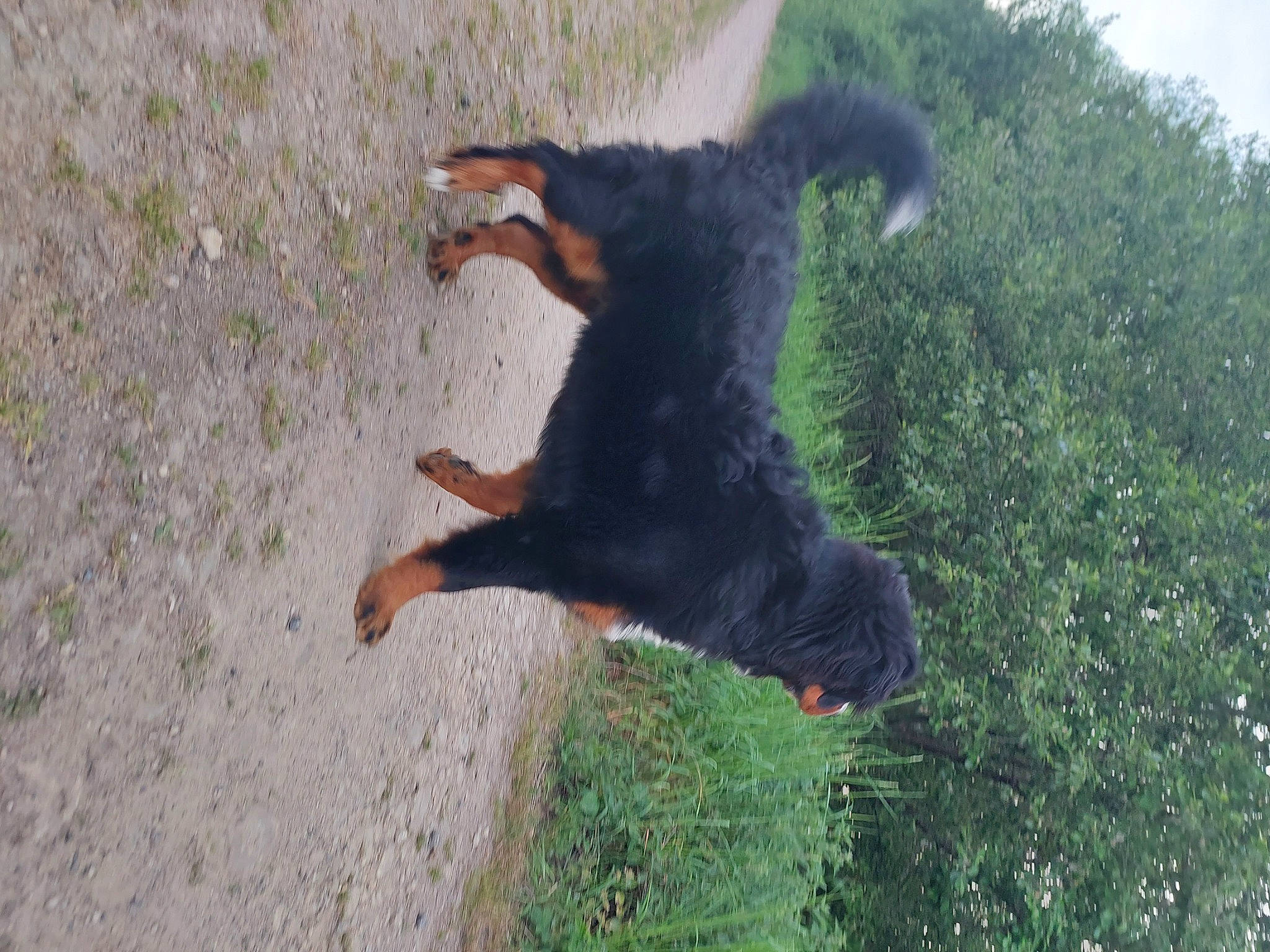 Arkos participe au concours pour gagner de l'argent avec cette photo : canidae, carnivore, companion_dog, dog, dog_breed, fun, fur, grass, hunting_dog, paw, plant, shadow, sporting_group, tail, terrestrial_animal, tree, wildlife, working_animal, working_dog