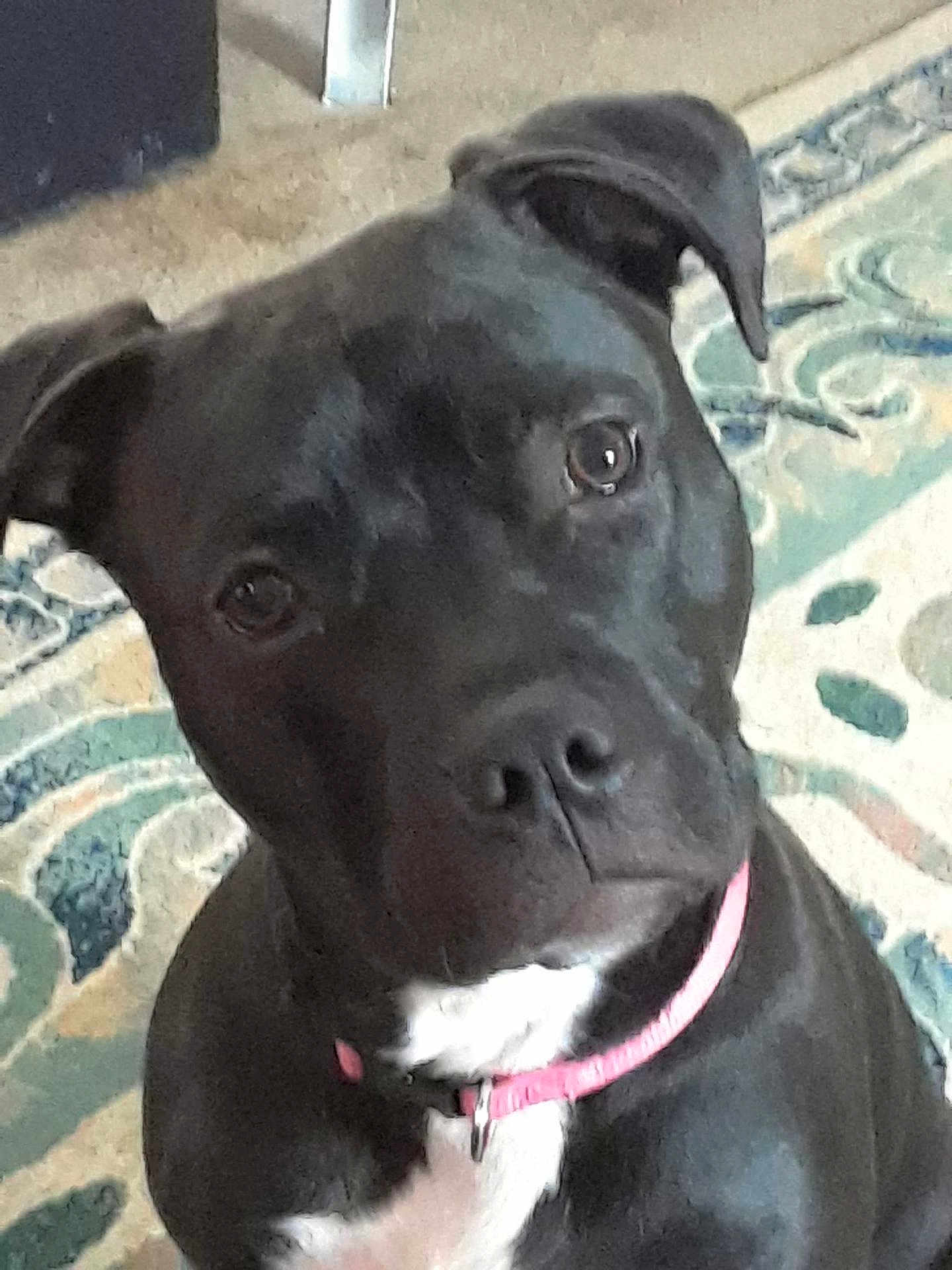 Leila joined the competition — help win amazing prizes! dog, black_dog, pet, indoor, pink_collar, curious, close_up, animal, canine, portrait, carpet, patterned_rug, fur, ears, face, eyes, nose, white_chest, domestic_animal, sitting