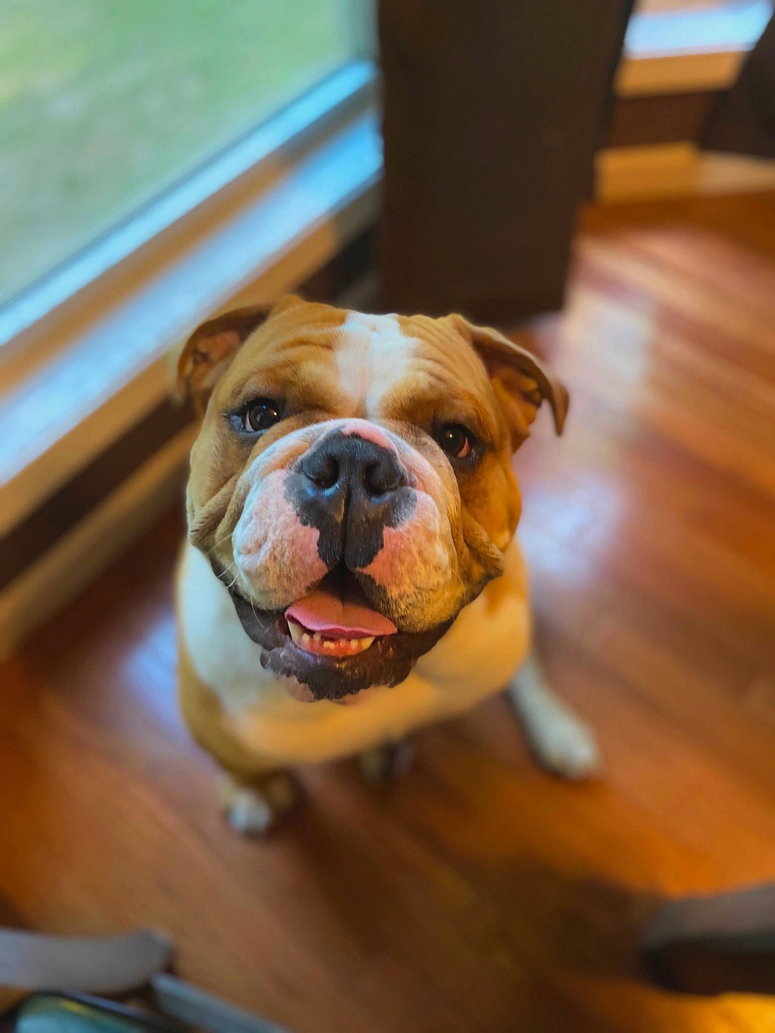 Toby Lagow is registered to the contest to win money with this photo: american_bulldog, australian_bulldog, british_bulldogs, bulldog, canidae, carnivore, companion_dog, dog, dog_breed, fawn, mammal, non_sporting_group, old_english_bulldog, olde_english_bulldogge, puppy, renascence_bulldogge, skin, snout, toy_bulldog, valley_bulldog