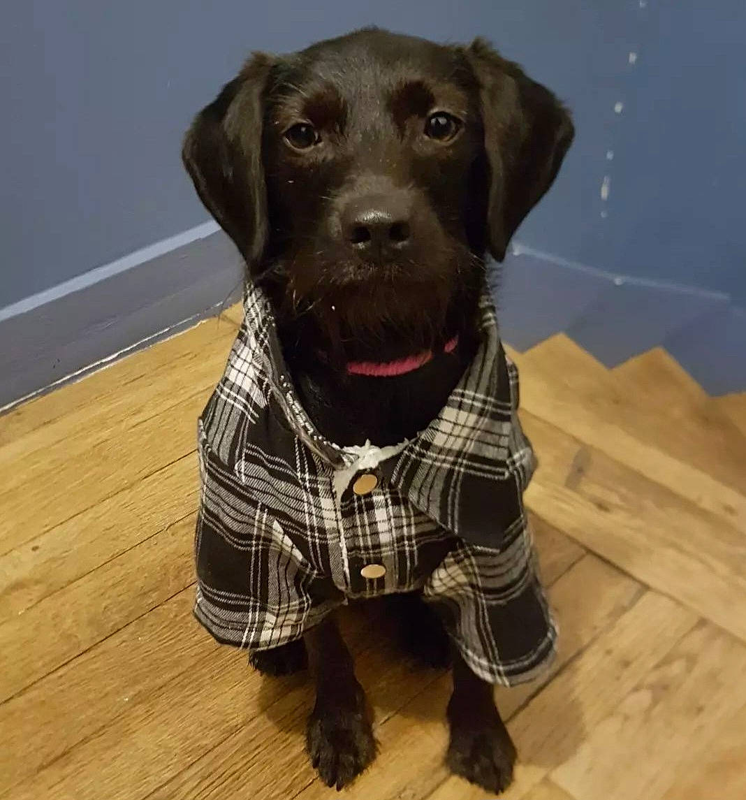 Stella a rejoint le concours — aidez-le/la à gagner de superbes lots ! carnivore, collar, companion_dog, dog, dog_breed, dog_collar, dog_supply, fawn, flooring, fur, hardwood, laminate_flooring, liver, pet_supply, snout, sporting_group, wood, wood_flooring, working_animal