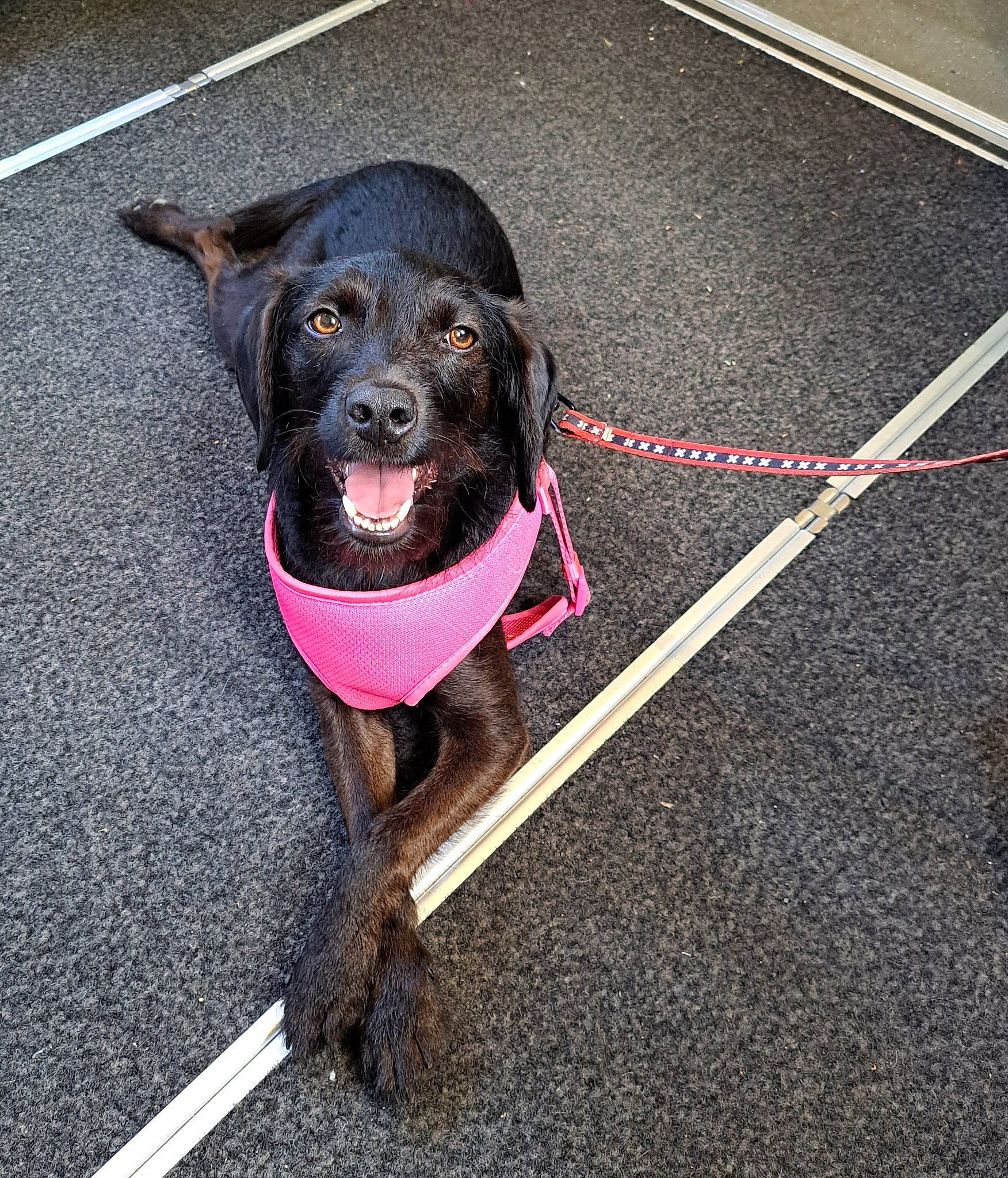 Stella a rejoint le concours — aidez-le/la à gagner de superbes lots ! asphalt, canidae, carnivore, collar, companion_dog, dog, dog_breed, dog_collar, dog_supply, fashion_accessory, fawn, guard_dog, leash, pet_supply, road_surface, snout, sporting_group, tail, working_animal, working_dog