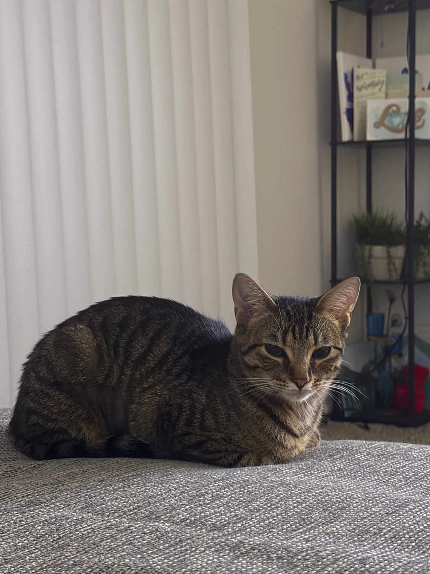 Mia joined the competition — help win amazing prizes! cat, tabby_cat, domestic_cat, pet, indoor, cat_loaf, striped_fur, whiskers, ears, eyes, sofa, blanket, home_interior, shelf, potted_plant, vertical_blinds, cozy, resting, portrait, carpet