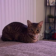 Mia is registered to the contest to win money with this photo: cat, tabby_cat, cat_loaf, indoor, bed, blanket, textured_fabric, shelf, houseplant, whiskers, ears, fur, striped, pet, relaxed, portrait, cozy, furniture, living_room, calm