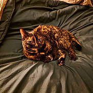 Tink joined the competition — help win amazing prizes! cat, tortoiseshell, bed, blanket, pillow, fur, pet, animal, resting, indoor, cozy, warm_light, sleepy, cute, feline, domestic, soft_texture, relaxation, comfort, laying_down