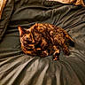 animal, bed, blanket, cat, comfort, cozy, cute, domestic, feline, fur, indoor, laying_down, pet, pillow, relaxation, resting, sleepy, soft_texture, tortoiseshell, warm_light