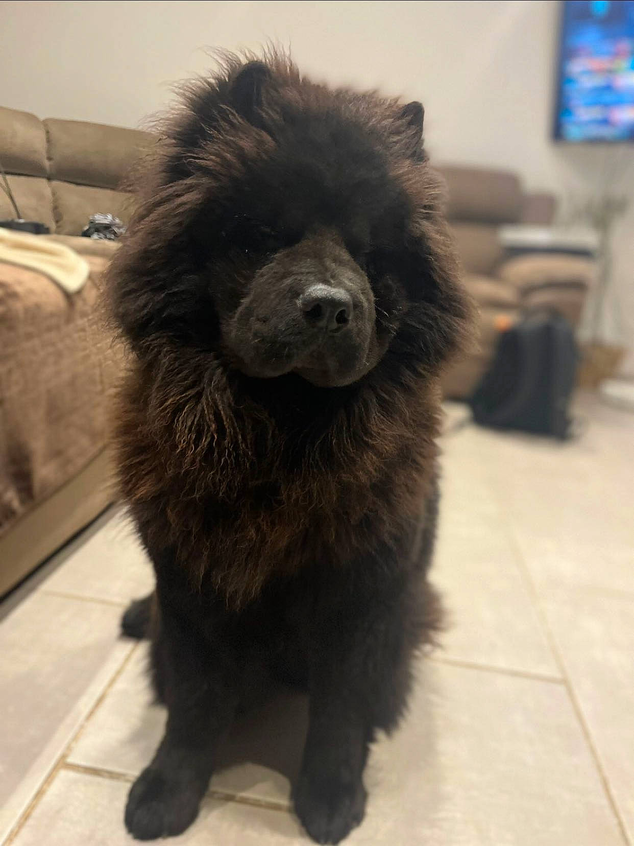 Uby participe au concours pour gagner de l'argent avec cette photo : ancient_dog_breeds, cable_television, canidae, carnivore, claw, companion_dog, dog, dog_breed, flooring, fur, giant_dog_breed, liver, non_sporting_group, snout, sporting_group, tail, television, terrestrial_animal, terrier, working_animal