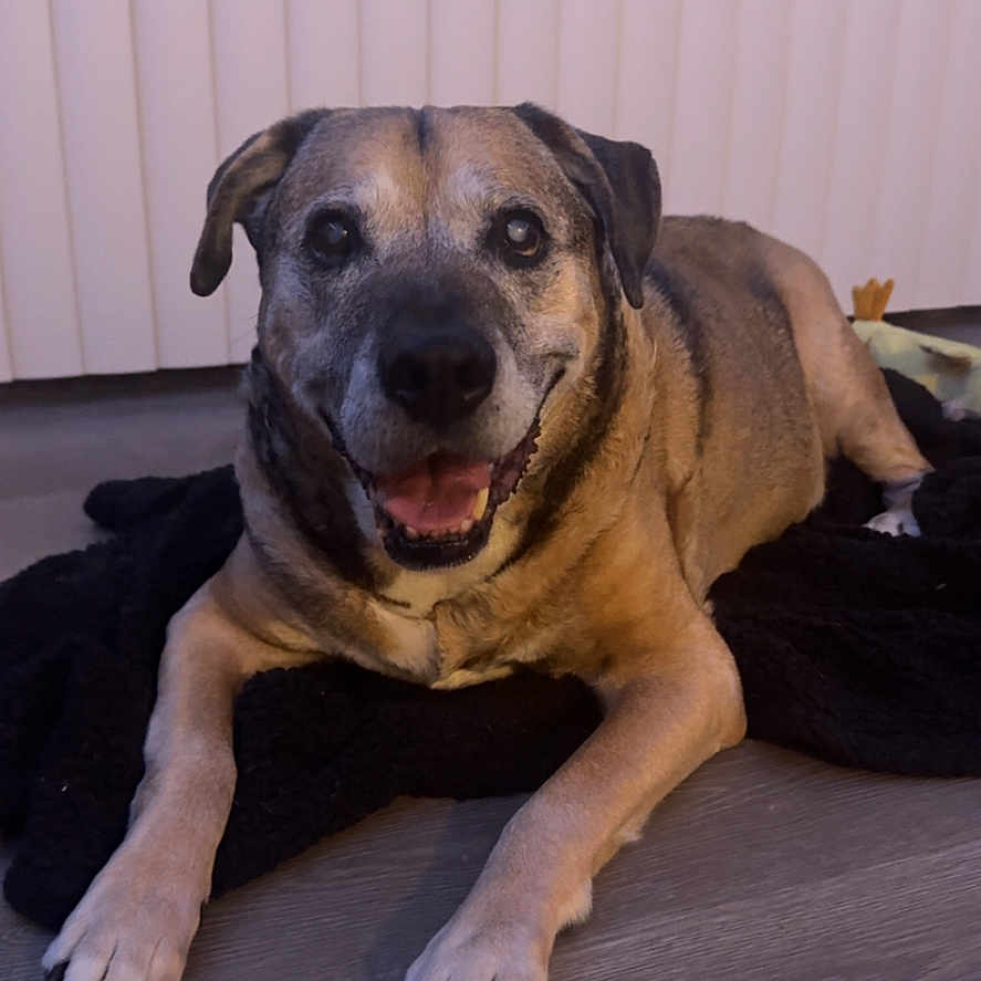 Max is registered to the contest to win money with this photo: animal, black, blanket, brown, canine, dog, domestic, ears, eyes, face, fur, happy, indoor, laying, mouth_open, nails, pet, smiling, tongue, wooden_floor