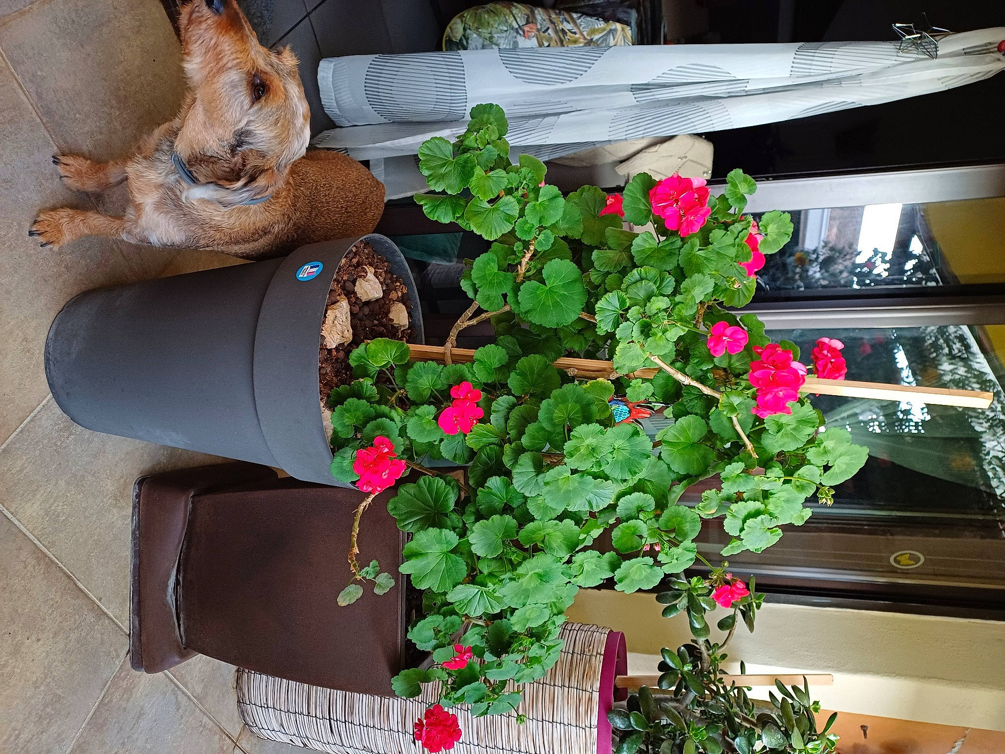 Sangar participe au concours pour gagner de l'argent avec cette photo : annual_plant, artificial_flower, bouquet, carmine, cut_flowers, floral_design, floristry, flower, flower_arranging, flowering_plant, flowerpot, herb, herbaceous_plant, houseplant, magenta, petal, plant, rose, shrub, tail