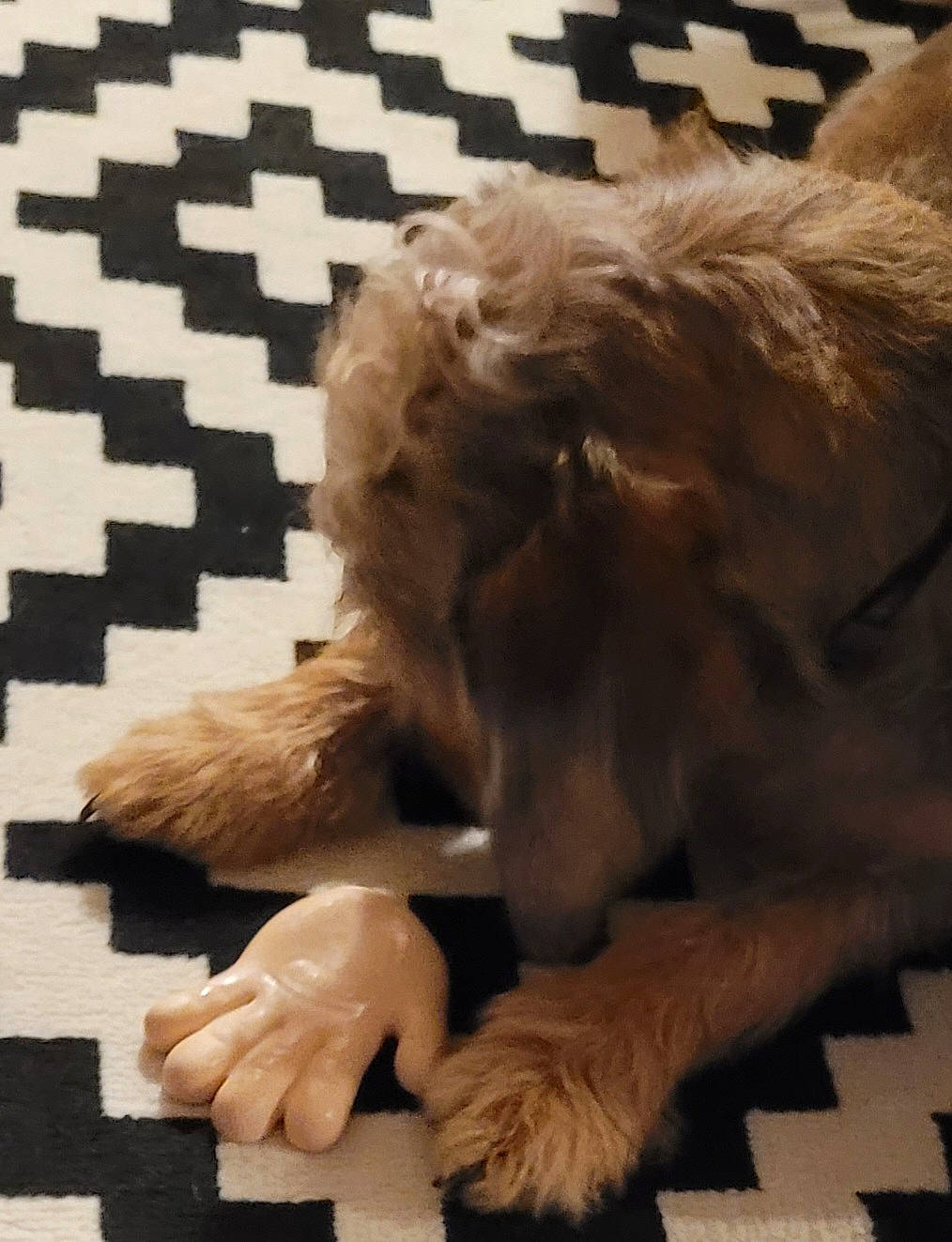 Sangar participe au concours pour gagner de l'argent avec cette photo : canidae, carnivore, claw, companion_dog, dog, dog_breed, fawn, felidae, flooring, fur, gesture, liver, paw, snout, sporting_group, tail, toy_dog, vertebrate, whiskers, working_animal