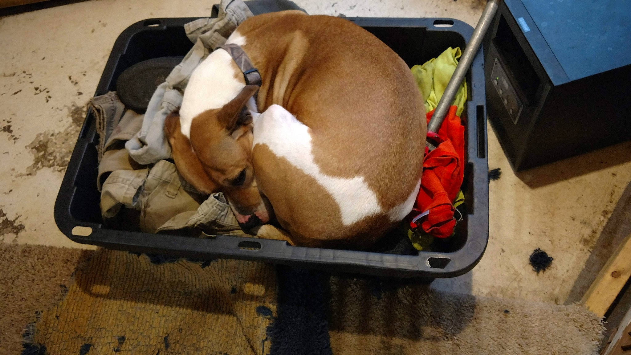 Rocky is registered to the contest to win money with this photo: auto_part, automotive_exterior, bag, baggage, box, canidae, carnivore, collar, comfort, companion_dog, dog, dog_breed, fawn, luggage_and_bags, motor_vehicle, pet_supply, shipping_box, snout, sporting_group, working_animal