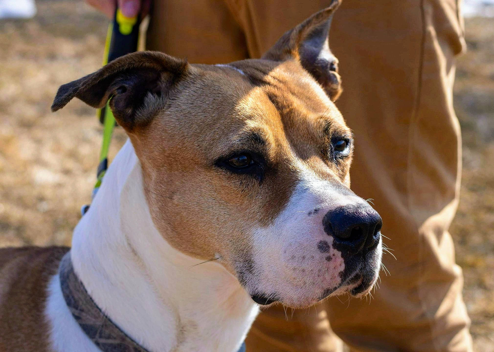 Rocky is registered to the contest to win money with this photo: ancient_dog_breeds, canidae, carnivore, collar, companion_dog, dog, dog_breed, dog_collar, dog_supply, fawn, fur, irishjacks, non_sporting_group, snout, terrestrial_animal, terrier, whiskers, working_animal