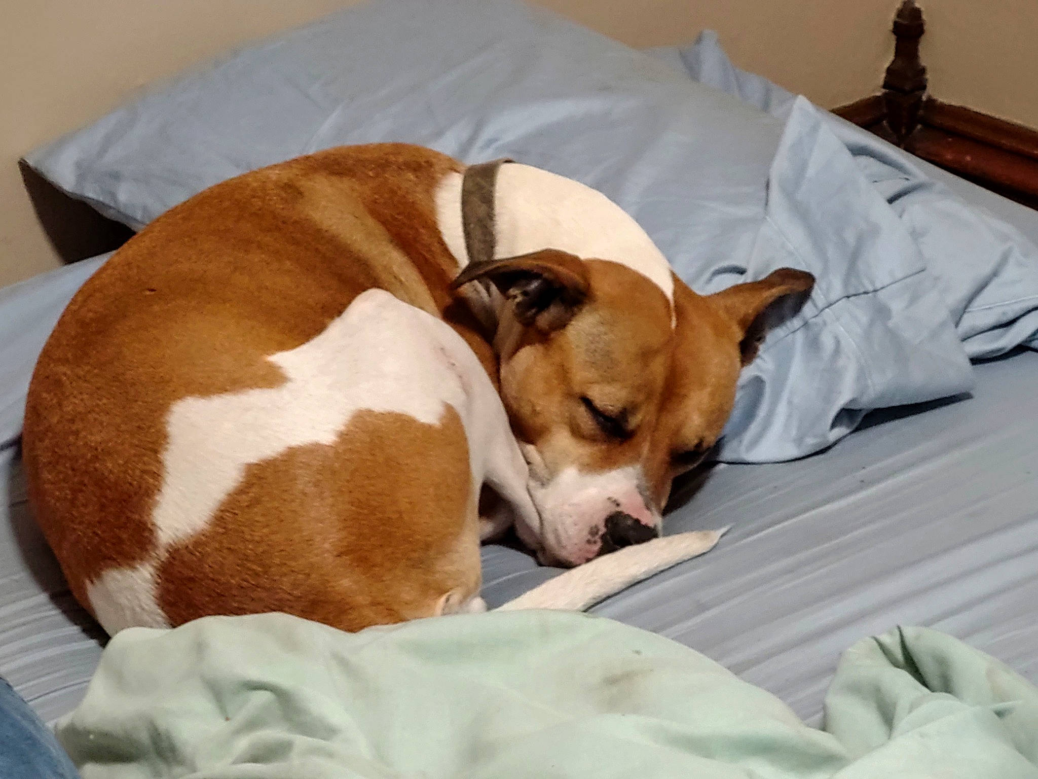 Rocky is registered to the contest to win money with this photo: bored, canidae, carnivore, comfort, companion_dog, dog, dog_bed, dog_breed, dog_supply, fawn, fur, irishjacks, linens, nap, paw, sleep, snout, sporting_group, whiskers, working_animal