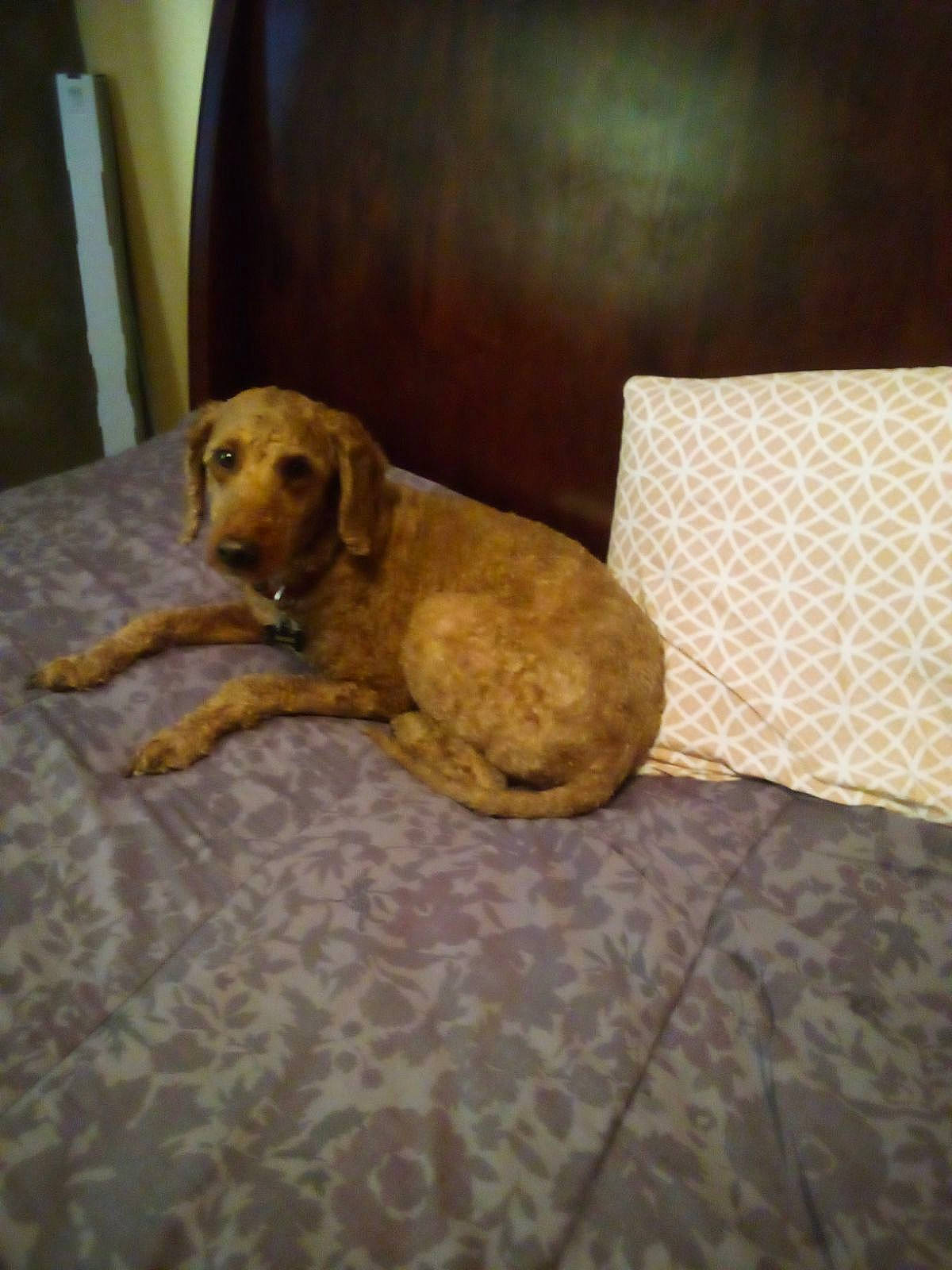 Nacho joined the competition — help win amazing prizes! carnivore, comfort, companion_dog, dog, dog_breed, fawn, floor, flooring, fur, hardwood, linens, liver, pet_supply, snout, sporting_group, stuffed_toy, tail, toy, wood, working_animal