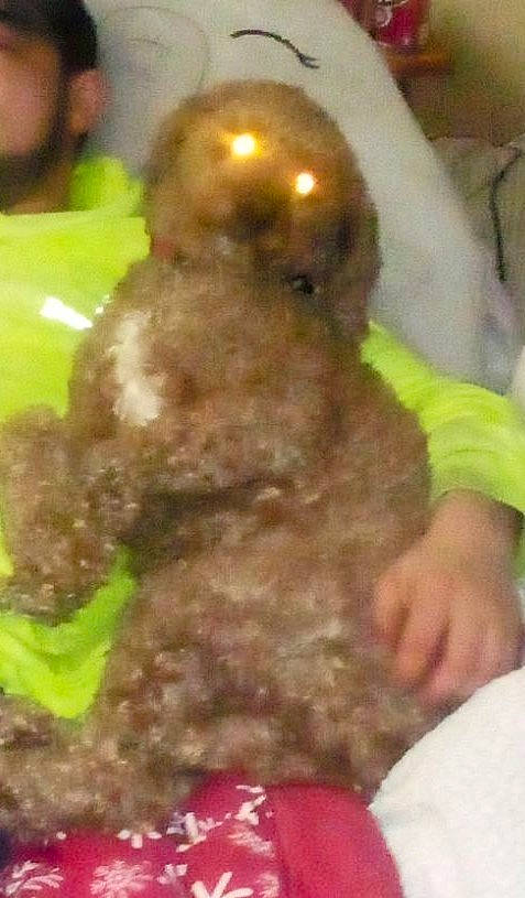 Nacho is registered to the contest to win money with this photo: comfort_food, cuisine, dessert, dish, food, ingredient, produce, recipe, terrestrial_animal, vegetable