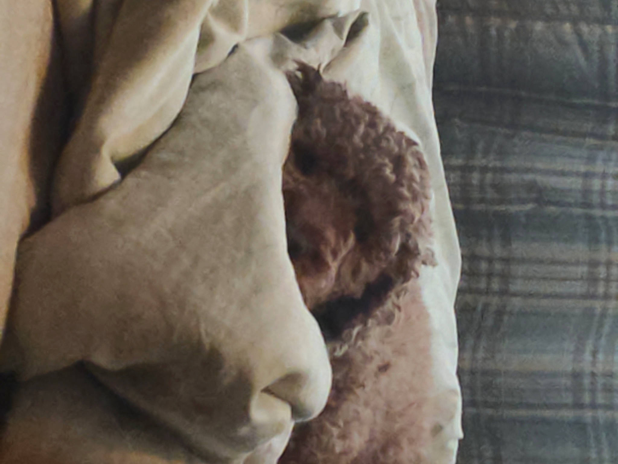 Nacho is registered to the contest to win money with this photo: art, artifact, chest, classical_sculpture, fawn, felidae, gesture, grey, jaw, linens, lion, monument, sculpture, small_to_medium_sized_cats, snout, statue, textile, trunk, wood, wrinkle