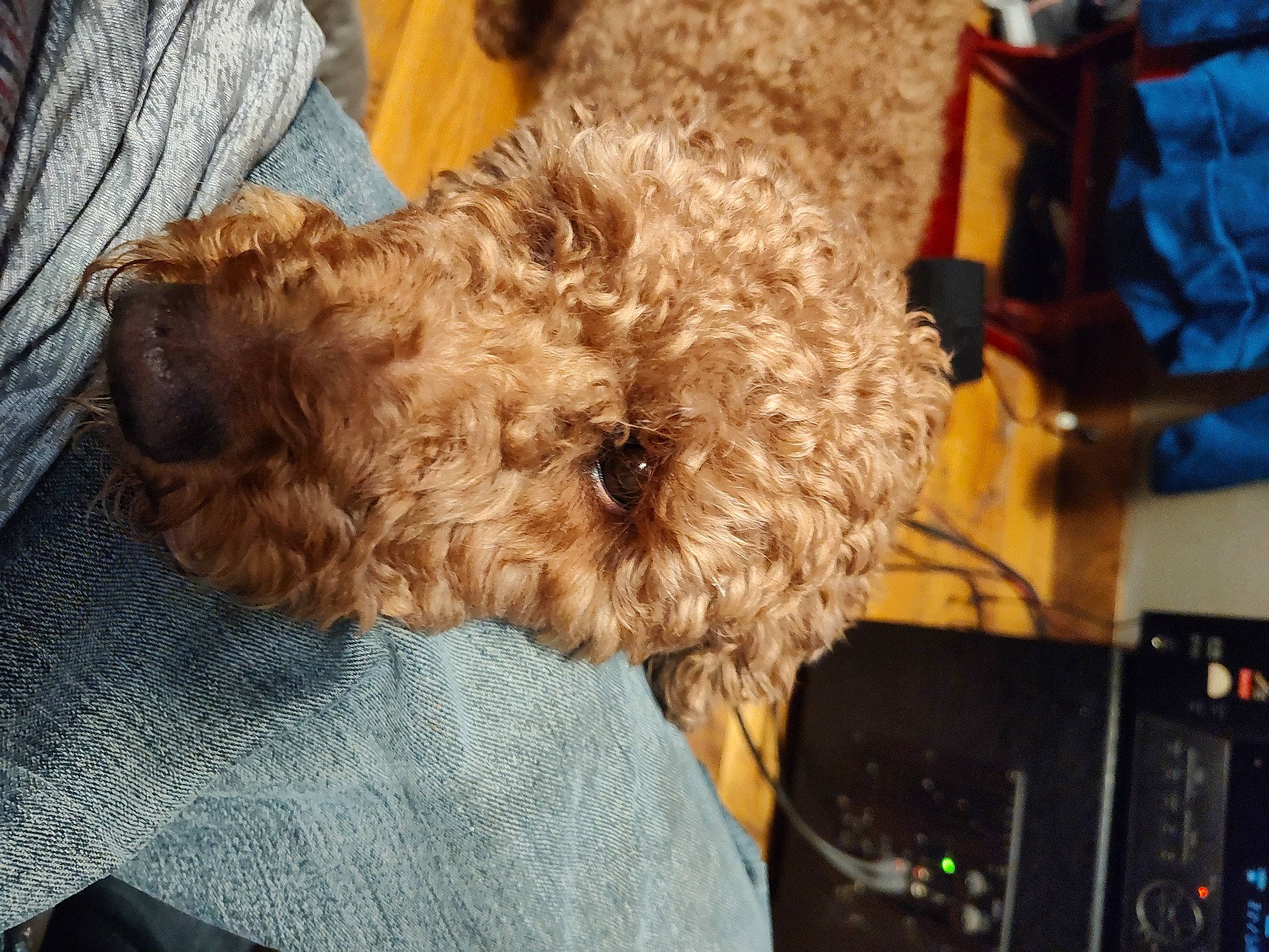 Nacho is registered to the contest to win money with this photo: carnivore, cockapoo, companion_dog, dog, dog_breed, fur, goldendoodle, labradoodle, liver, maltepoo, poodle, poodle_crossbreed, small_terrier, sporting_group, terrestrial_animal, terrier, toy_dog, water_dog, working_animal, yorkipoo