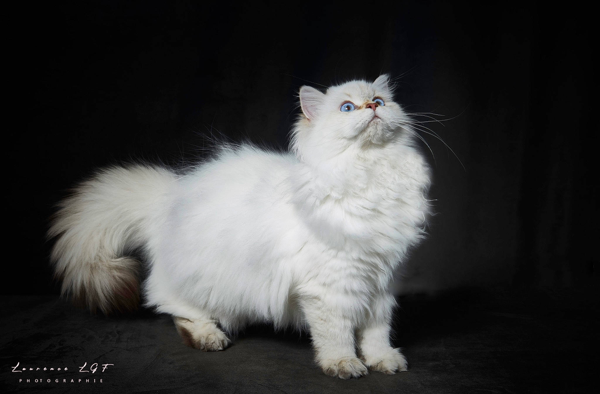 Taina participe au concours pour gagner de l'argent avec cette photo : carnivore, cat, darkness, event, felidae, fur, paw, sitting, small_to_medium_sized_cats, snout, tail, terrestrial_animal, whiskers