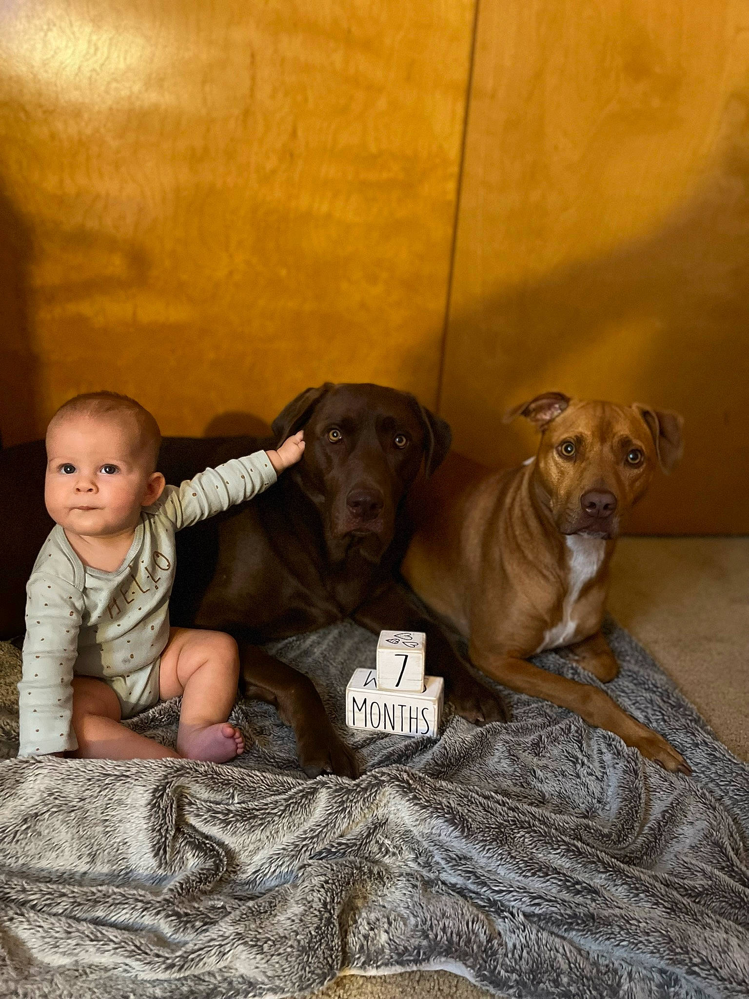 Blakelyn joined the competition — help win amazing prizes! baby, baby_toddler_clothing, canidae, carnivore, comfort, companion_dog, dog, dog_breed, fawn, flash_photography, flooring, grey, happy, liver, person, sitting, sporting_group, toddler, wood, working_animal