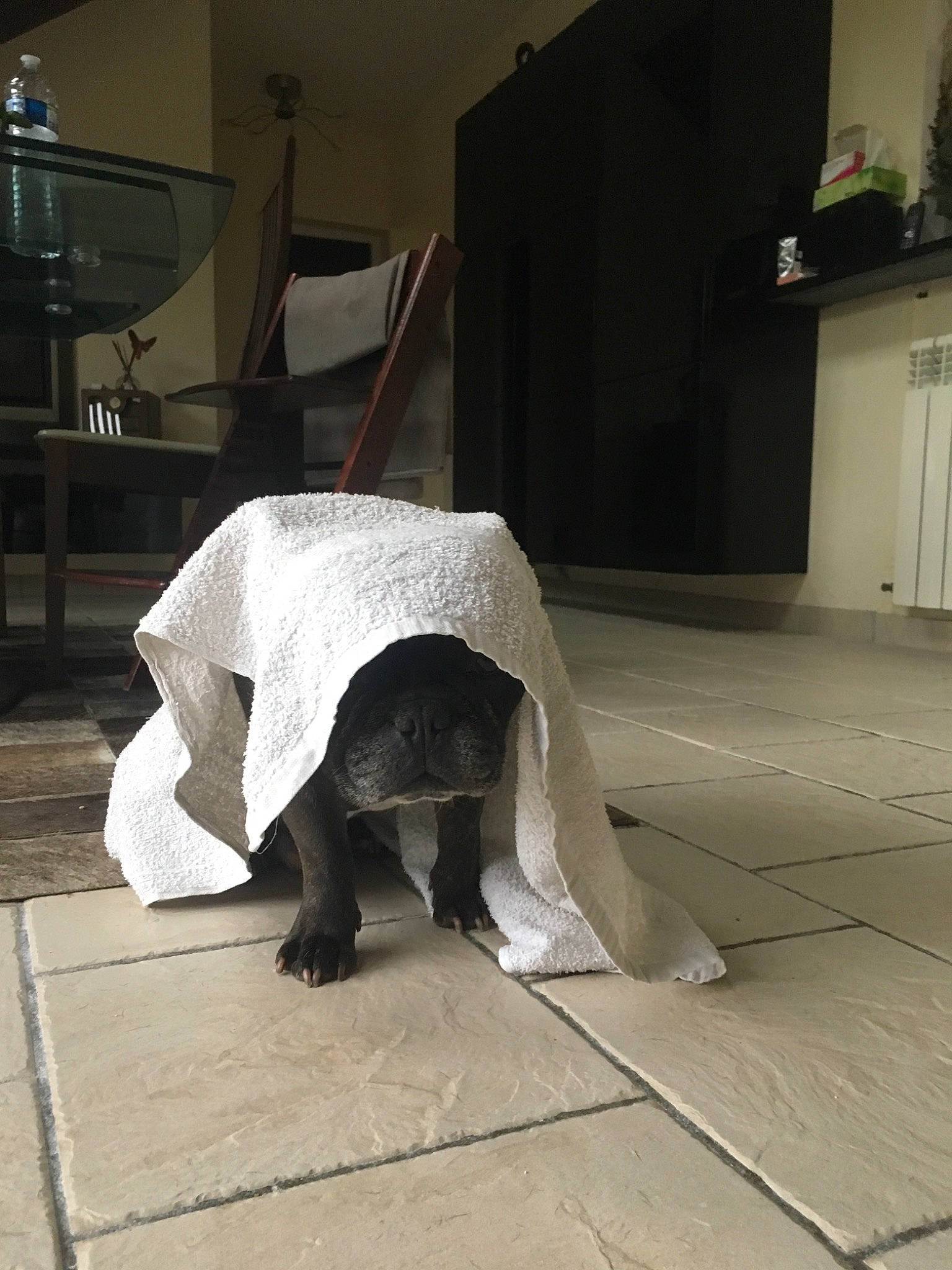 Yoda a rejoint le concours — aidez-le/la à gagner de superbes lots ! floor, flooring, snout, tail