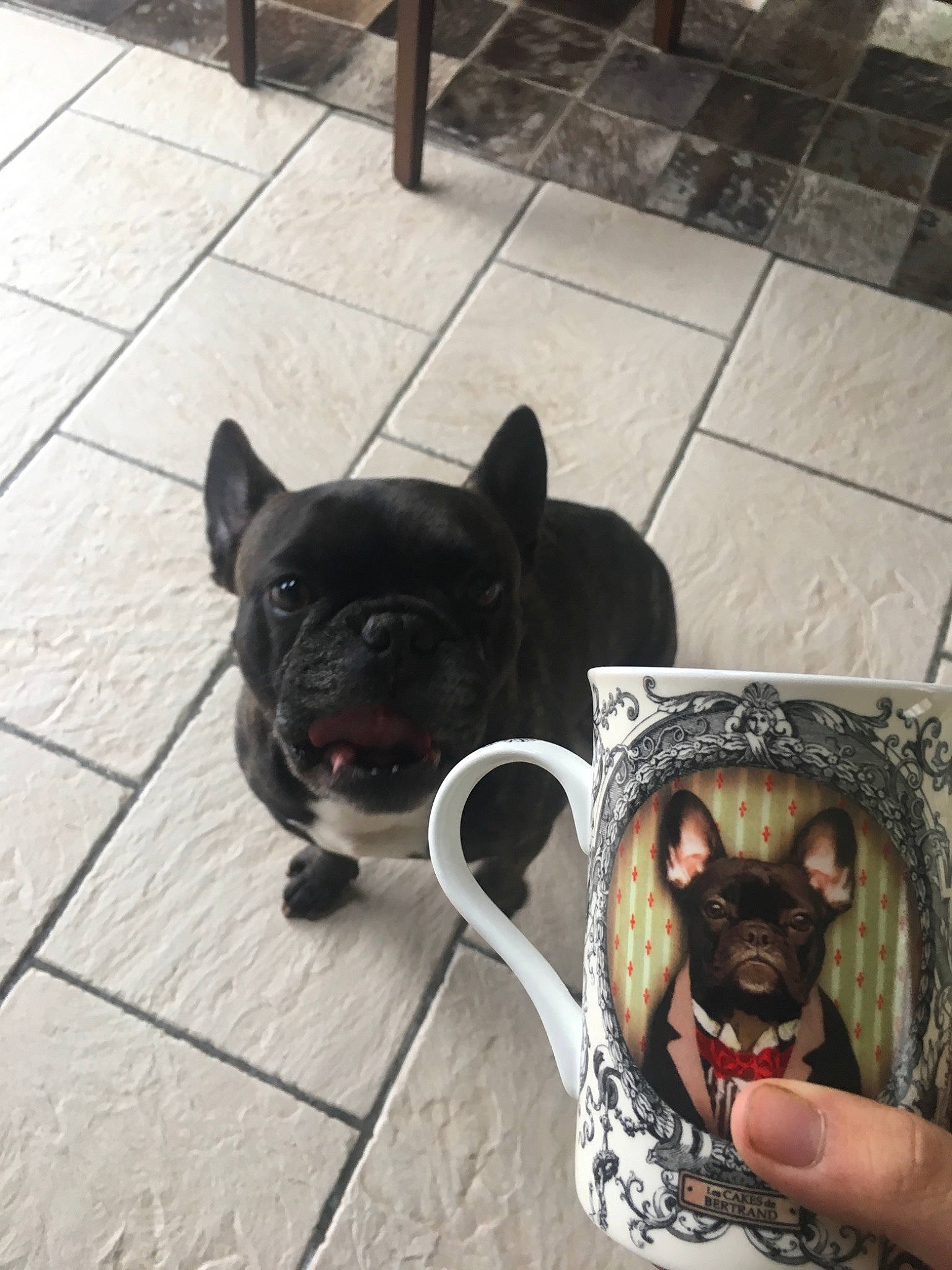 Yoda a rejoint le concours — aidez-le/la à gagner de superbes lots ! bulldog, canidae, carnivore, companion_dog, dog, dog_breed, fawn, french_bulldog, mammal, non_sporting_group, pug, puppy, snout, toy_dog, vertebrate