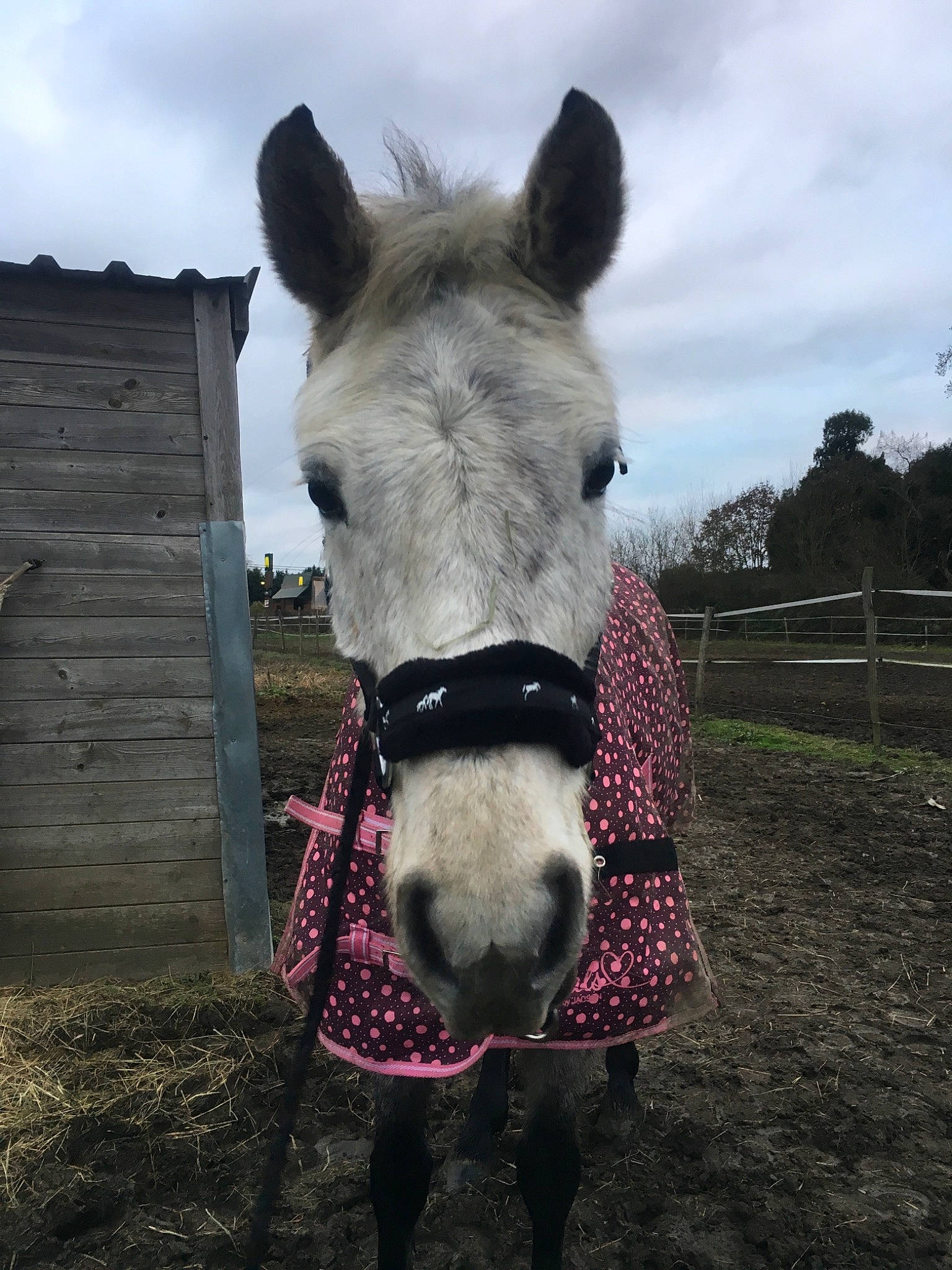 Bahia a rejoint le concours — aidez-le/la à gagner de superbes lots ! bridle, halter, horse, horse_tack, mammal, mane, mare, pack_animal, snout, vertebrate