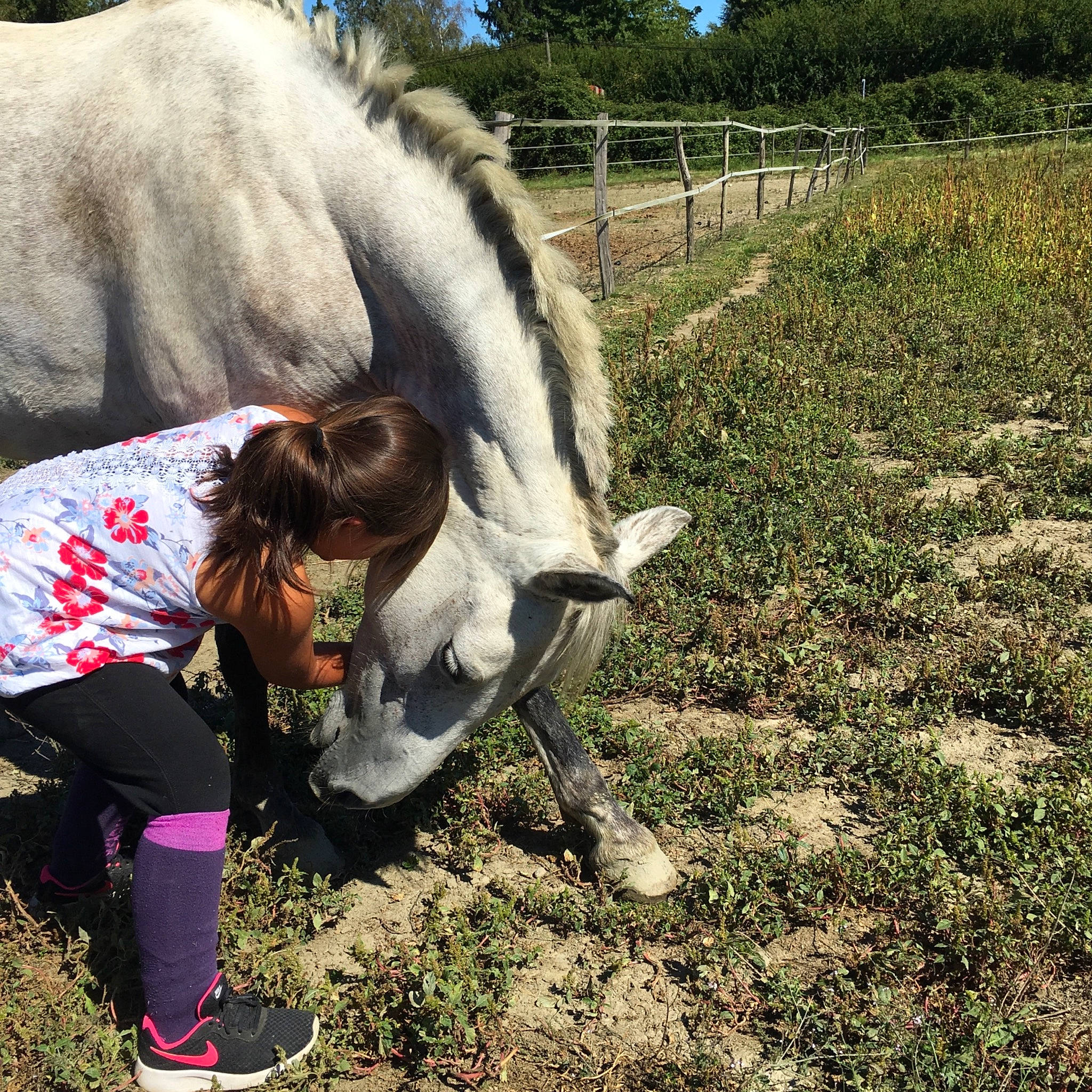 Bahia participe au concours pour gagner de l'argent avec cette photo : fawn, grass, grazing, horse, landscape, livestock, mane, mare, pasture, plant, pony, riding_instructor, soil, tree