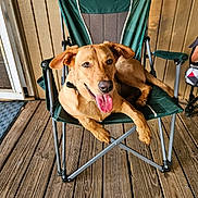 Gus is registered to the contest to win money with this photo: animal, brown_dog, canine, chair, comfortable, dog, domestic_animal, ears_flopped, green_chair, happy, metal_frame, outdoor, pet, porch, relaxed, resting, smiling, sunny, tongue_out, wooden_floor