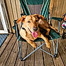 animal, brown_dog, canine, chair, comfortable, dog, domestic_animal, ears_flopped, green_chair, happy, metal_frame, outdoor, pet, porch, relaxed, resting, smiling, sunny, tongue_out, wooden_floor