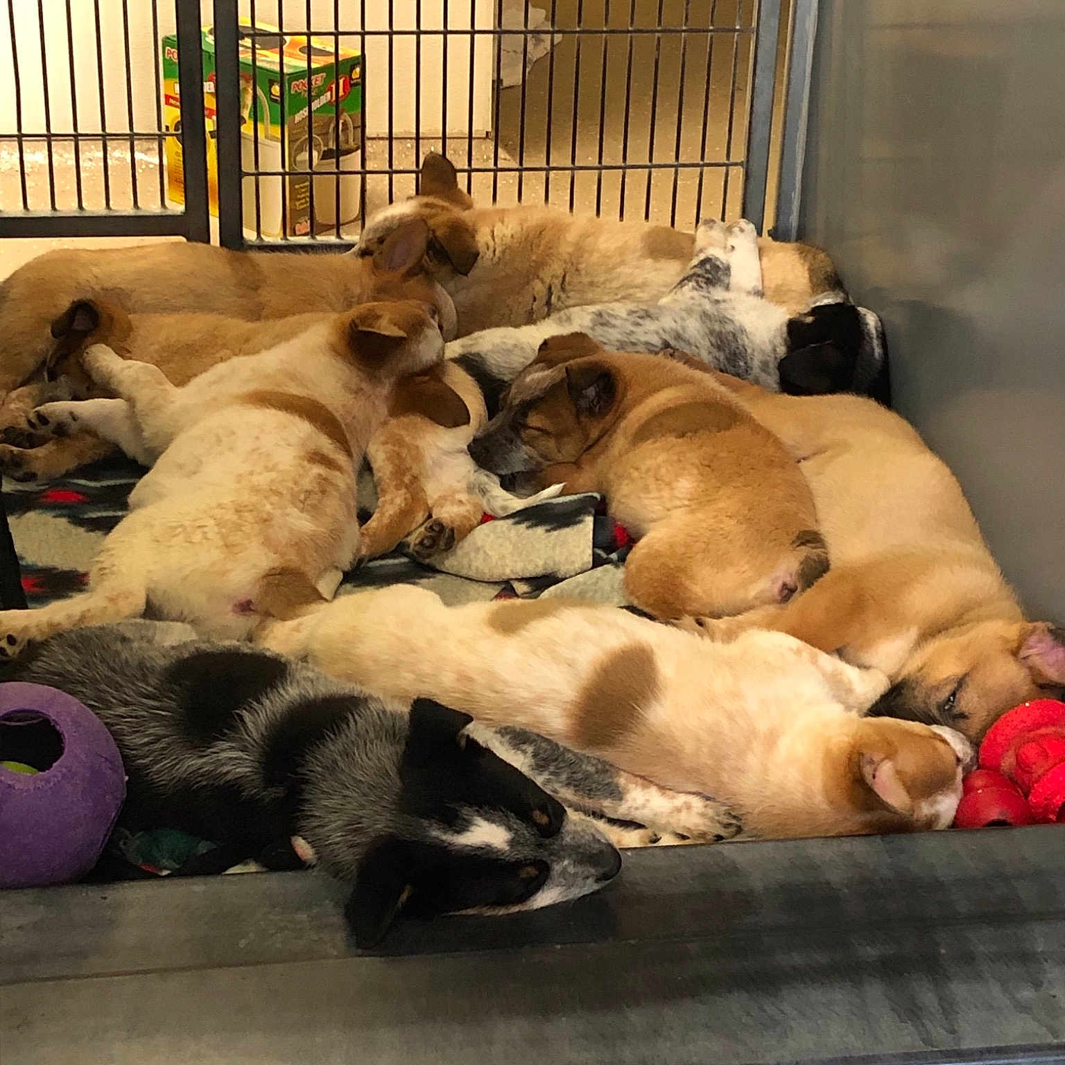 The I Pups