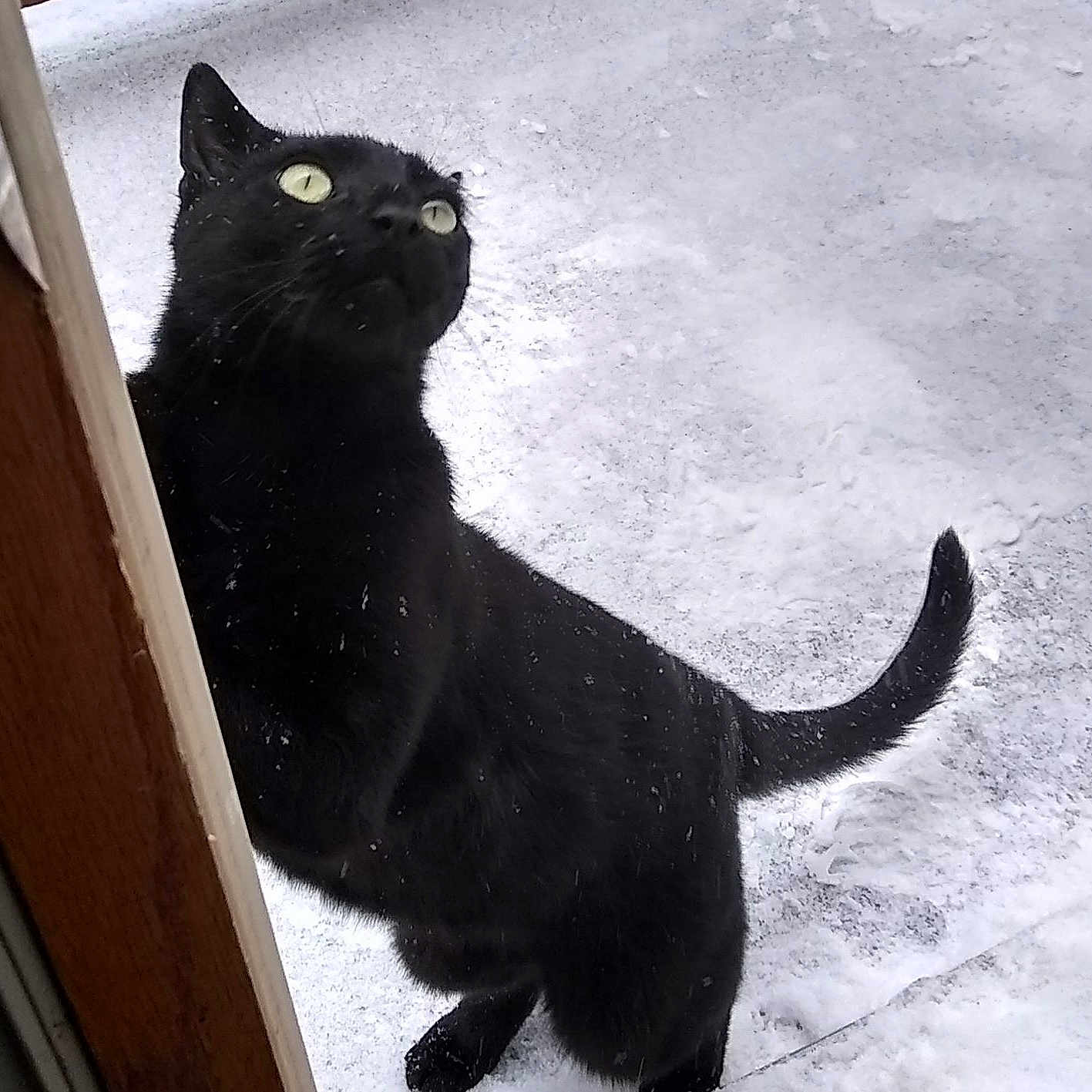 Jasper