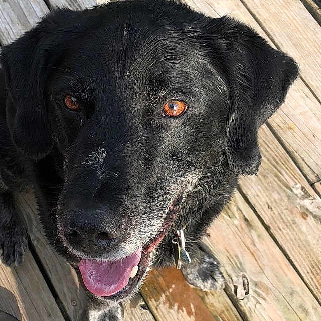Gunner