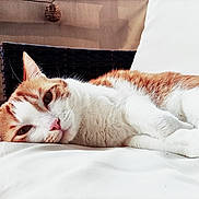 Sunny participe au concours pour gagner de l'argent avec cette photo : cat, chair, close_up, cozy, cushion, cute, feline, fur, homedecor, indoor, lying_down, orange_cat, pet, pink_nose, relaxed, resting, sleepy, soft_light, whiskers, white_cat