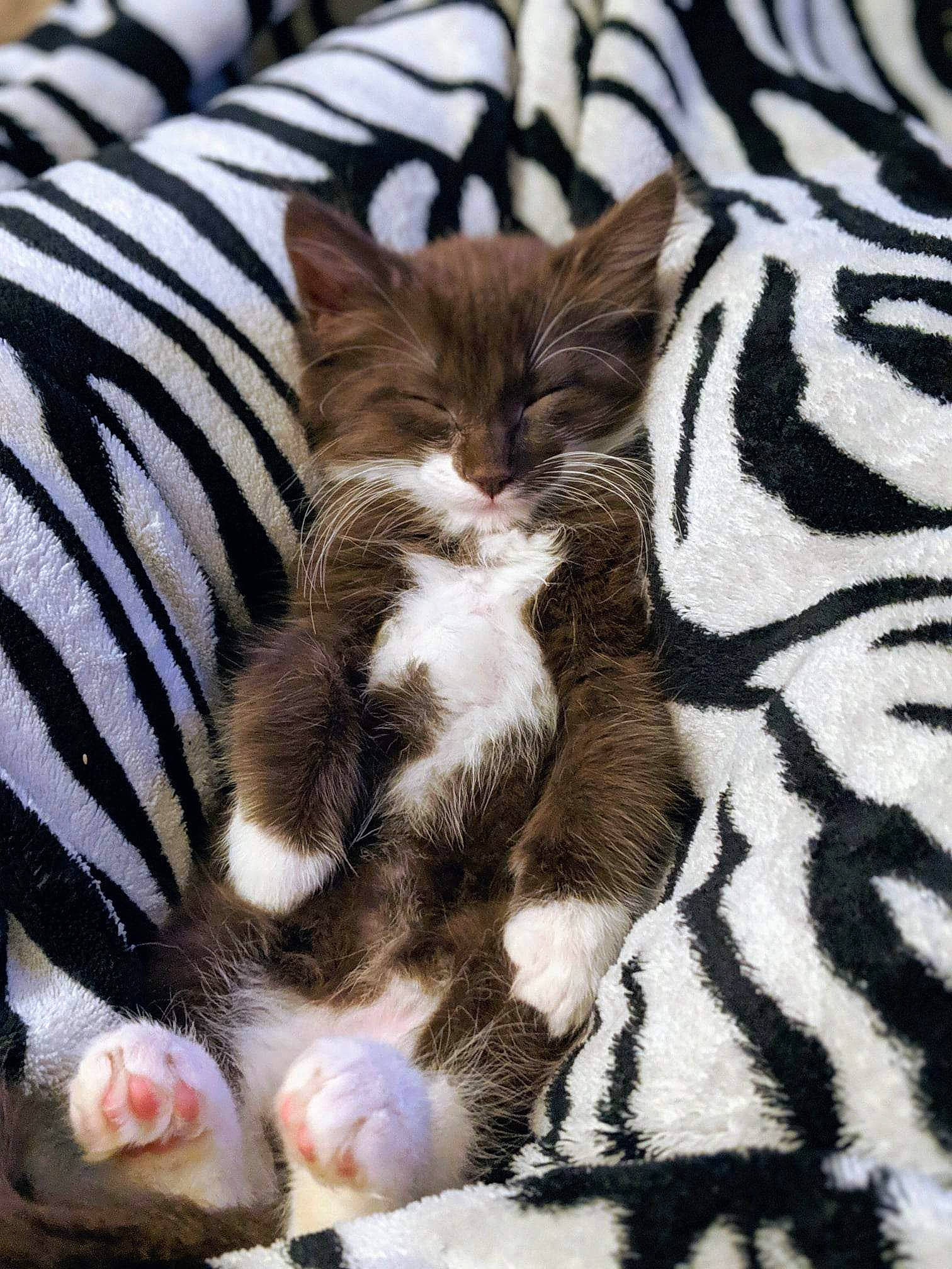 Lucy joined the competition — help win amazing prizes! carnivore, cat, claw, comfort, domestic_short_haired_cat, fawn, felidae, foot, fur, grey, linens, nap, pattern, paw, small_to_medium_sized_cats, tail, terrestrial_animal, tree, whiskers, white