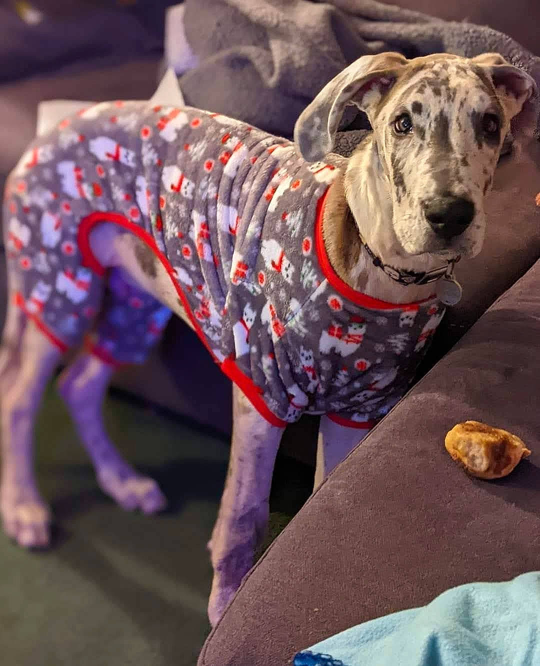 Bodhi is registered to the contest to win money with this photo: canidae, carnivore, collar, companion_dog, dog, dog_breed, dog_clothes, dog_collar, dog_supply, event, fawn, guard_dog, magenta, non_sporting_group, pattern, snout, sporting_group, working_animal, working_dog