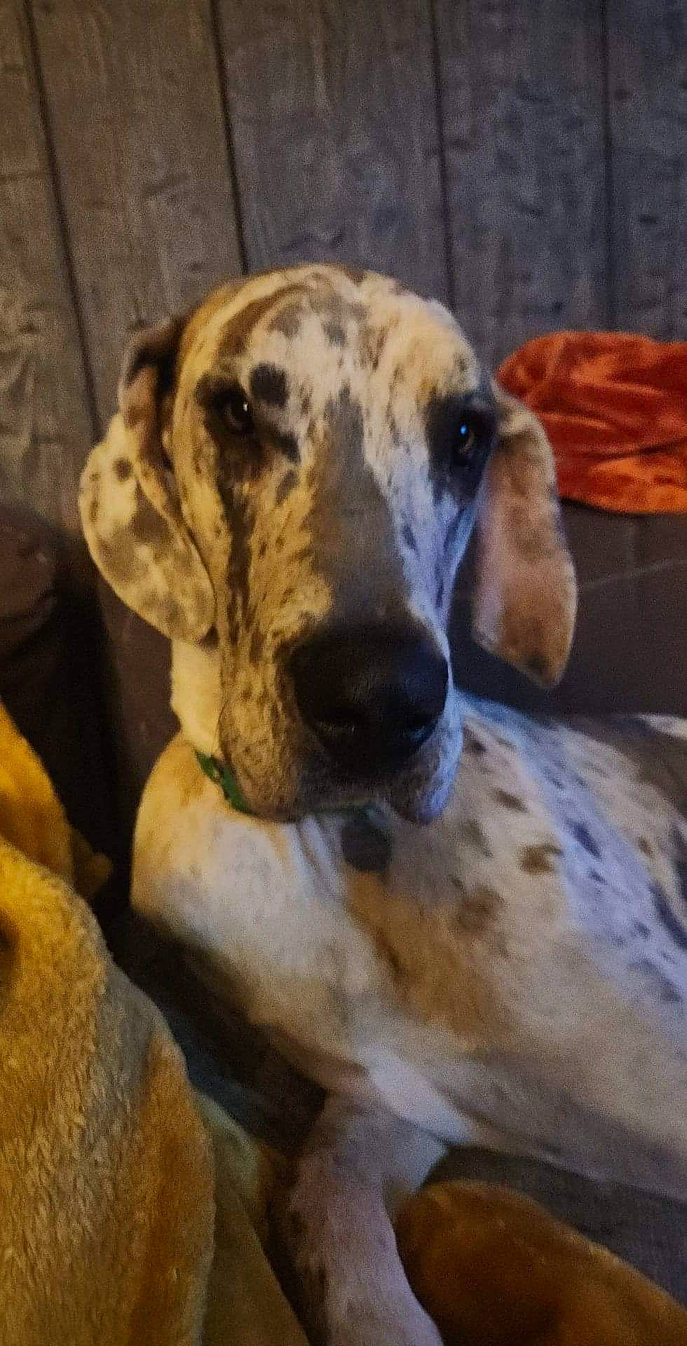 Bodhi joined the competition — help win amazing prizes! canidae, carnivore, companion_dog, dog, dog_breed, fawn, non_sporting_group, sporting_group, terrestrial_animal, whiskers, working_animal, working_dog