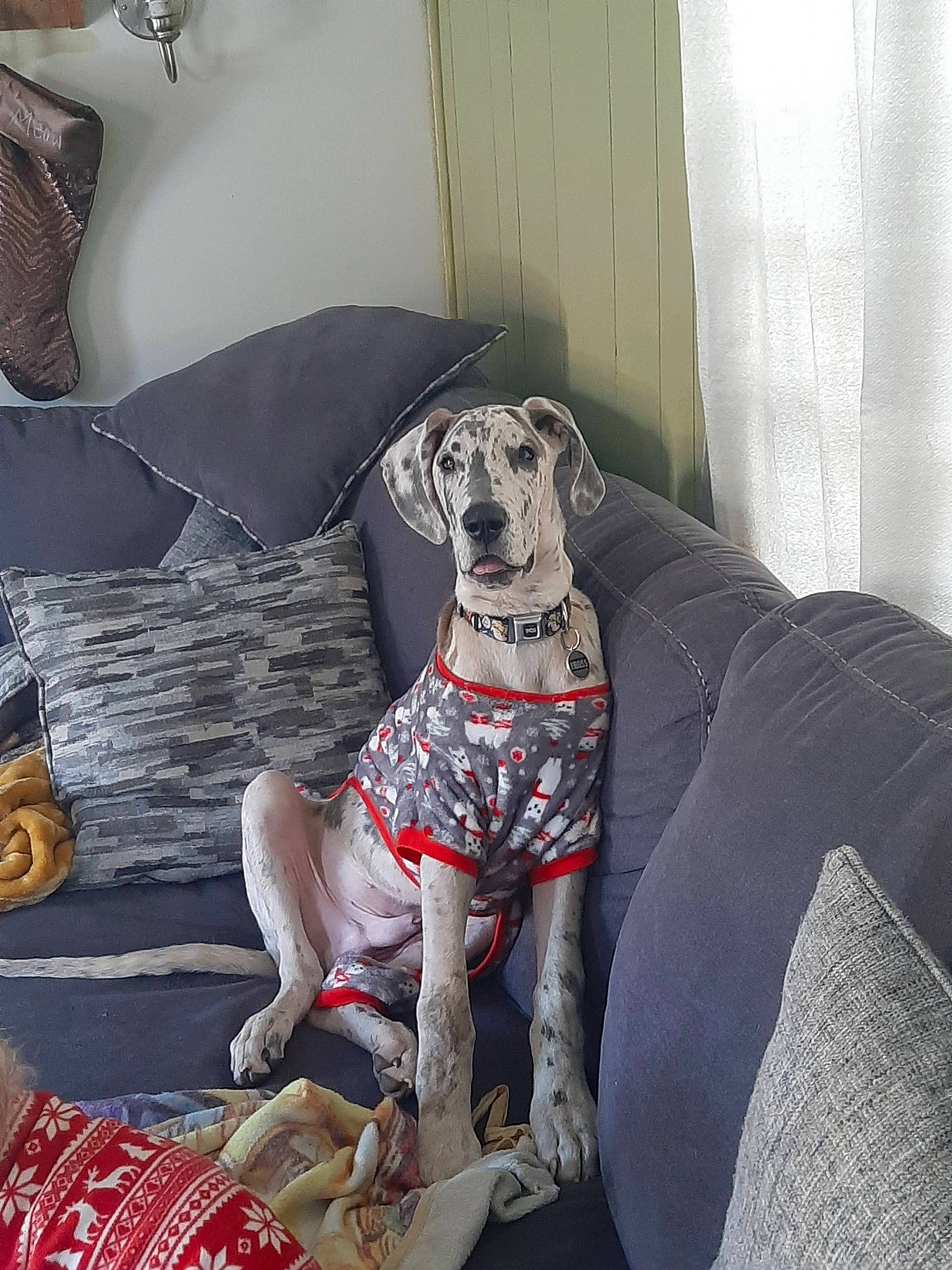 Bodhi joined the competition — help win amazing prizes! art, carnivore, collar, comfort, companion_dog, couch, dog, dog_breed, dog_collar, dog_supply, fawn, great_dane, grey, gun_dog, pattern, pet_supply, sitting, snout, sporting_group, working_animal