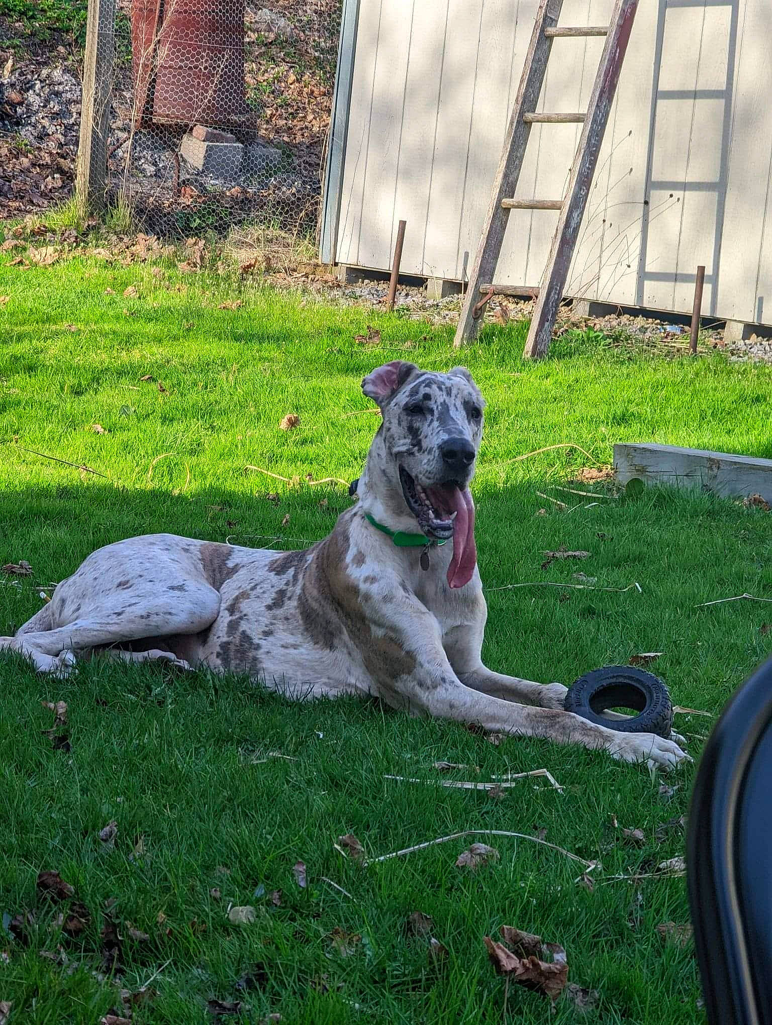 Bodhi is registered to the contest to win money with this photo: carnivore, companion_dog, dog, dog_breed, door, fawn, garden, grass, groundcover, guard_dog, non_sporting_group, plant, sporting_group, tail, terrestrial_animal, working_animal, working_dog, yard