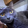 Shasta joined the competition — help win amazing prizes! cat, charcoal_cat, close_up, yellow_eyes, wide_eyes, whiskers, ears, fur, pet, animal, indoor, portrait, curious, staring, lying_down, person, face, wood, floor, home