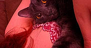 Shasta is registered to the contest to win money with this photo: cat, black_cat, pet, feline, wide_eyes, large_paw, paw, whiskers, ears, fur, lying_down, relaxed, lap, person, tattoo, lace, indoor, close_up, red_lighting, portrait