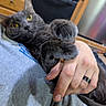 Shasta is registered to the contest to win money with this photo: cat, gray_cat, pet, furry, whiskers, golden_eyes, paws, claws, relaxed, cuddling, held, indoor, kitchen, home, human_hand, shirt, ring, close_up, portrait, adorable