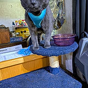 Shasta is registered to the contest to win money with this photo: cat, gray_cat, blue_harness, yellow_eyes, pet, animal, feline, standing, cat_tree, scratching_post, indoor, home, room, furniture, bowl, blue, portrait, close_up, clutter, photography