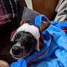 dog, puppy, pet, animal, reindeer_hat, antlers, costume, blue_blanket, fleece, festive, christmas, winter, indoors, portrait, close_up, black_and_white_dog, brown_eyes, snout, cozy, couch
