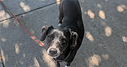 Roscoe joined the competition — help win amazing prizes! dog, puppy, black_and_white, pet, canine, leash, red_leash, sidewalk, outdoor, sunlight, shadows, portrait, looking_up, floppy_ears, short_fur, white_paws, black_fur, walking, companion_animal, photography