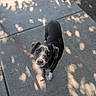 dog, puppy, black_and_white, pet, canine, leash, red_leash, sidewalk, outdoor, sunlight, shadows, portrait, looking_up, floppy_ears, short_fur, white_paws, black_fur, walking, companion_animal, photography