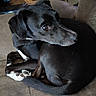 dog, black_dog, white_markings, curled_up, lying_down, couch, indoors, pet, animal, brown_eye, floppy_ears, long_snout, paws, tail, fur, close_up, portrait, relaxed, cozy, home