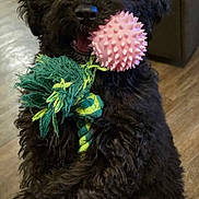 Nova joined the competition — help win amazing prizes! dog, black_dog, toy, pink_ball, rope_toy, playful, indoor, wooden_floor, pet, fur, cute, animal, mouth, chewing, close_up, paw, couch, happy, pet_toy, companion