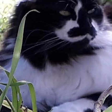 Moustache