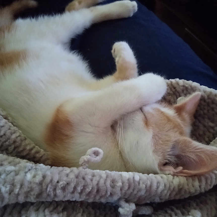 Walter