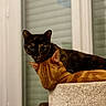 Astra participe au concours pour gagner de l'argent avec cette photo : cats, tortoiseshell_cat, orange_cat, pets, felines, animal_portrait, cat_tree, scratching_post, window, indoors, home,  lounging, sitting, fur, whiskers, ears, eyes, orange_tabby, tortoiseshell, cozy